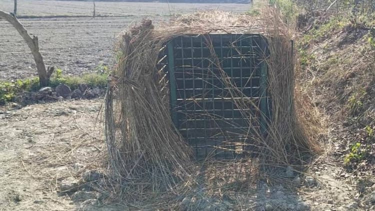 Lakhimpur - Lakhimpur Kheri: बाघ को पकड़ने के लिए लगाए गए पिंजरे में घुसे चोर, खोल गए गए दो बकरियां