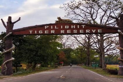 UP: पीलीभीत - UP: पीलीभीत टाइगर रिजर्व और दुधवा जाने वाले सैलानियों की राह होगी आसान, बरेली में बनेगा पर्यटक सूचना केंद्र