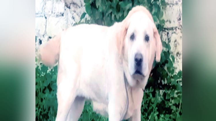 Lucknow - Lucknow News: पालतू कुत्ते ने पांच साल की बच्ची को नोचा... घायल, पहले भी कई लोगों को काट चुका; इलाके में दहशत