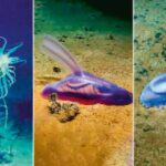 अध्ययन - अध्ययन में खुलासा: धरती पर हर साल खोजी जा रहीं 16 हजार से ज्यादा नई प्रजातियां, जीवन की विविधता अब भी अनदेखी