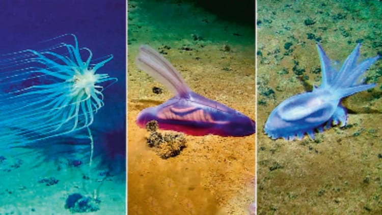 अध्ययन - अध्ययन में खुलासा: धरती पर हर साल खोजी जा रहीं 16 हजार से ज्यादा नई प्रजातियां, जीवन की विविधता अब भी अनदेखी