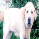 Lucknow - Lucknow News: पालतू कुत्ते ने पांच साल की बच्ची को नोचा... घायल, पहले भी कई लोगों को काट चुका; इलाके में दहशत