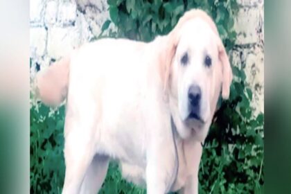 Lucknow - Lucknow News: पालतू कुत्ते ने पांच साल की बच्ची को नोचा... घायल, पहले भी कई लोगों को काट चुका; इलाके में दहशत