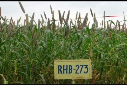 कम पानी, - कम पानी, ज्यादा पैदावार: बाजरे की पहfली थ्री-वे हाइब्रिड किस्म से 27% तक बढ़त, किसानों को ऐसे होगा दोहरा फायदा