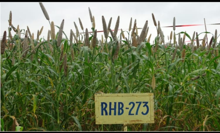 कम पानी, - कम पानी, ज्यादा पैदावार: बाजरे की पहfली थ्री-वे हाइब्रिड किस्म से 27% तक बढ़त, किसानों को ऐसे होगा दोहरा फायदा