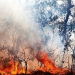 चिंताजनक: - चिंताजनक: जंगलों की आग से हर साल हवा में घुल रहा 14.3 करोड़ टन जहर, गंभीर बीमारियों का खतरा बढ़ा रहा प्रदूषण