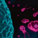 जलवायु - जलवायु परिवर्तन से बढ़ा बड़ा खतरा: दुनिया में पैर पसार रहा ब्रेन ईटिंग अमीबा, नए इलाकों में फैला संक्रमण