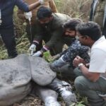 Lakhimpur - Lakhimpur Kheri: दुधवा में जख्मी गैंडा की उपचार के दौरान मौत, चार पशु चिकित्सकों ने किया पोस्टमॉर्टम