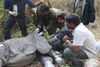 Lakhimpur - Lakhimpur Kheri: दुधवा में जख्मी गैंडा की उपचार के दौरान मौत, चार पशु चिकित्सकों ने किया पोस्टमॉर्टम