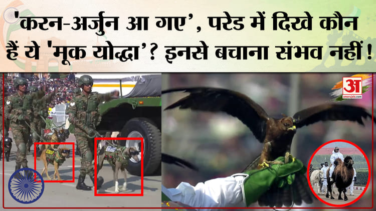 Republic - Republic Day Parade 2026: बैक्ट्रियन ऊंट, रैप्टर्स, K9 दस्ता, जांस्कर पोनी... परेड में दिखे कौन हैं ये 'मूक यो