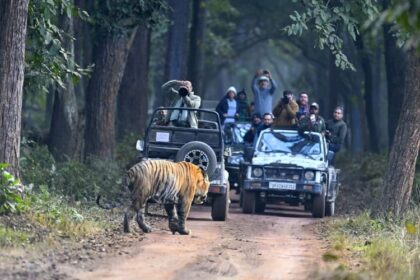 Lakhimpur - Lakhimpur Kheri News: जिप्सी के सामने खड़े बाघ को देख सैलानी रोमांचित