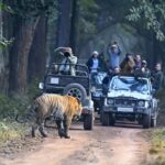 Lakhimpur - Lakhimpur Kheri News: जिप्सी के सामने खड़े बाघ को देख सैलानी रोमांचित