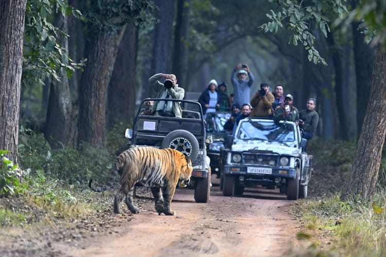 Lakhimpur - Lakhimpur Kheri News: जिप्सी के सामने खड़े बाघ को देख सैलानी रोमांचित