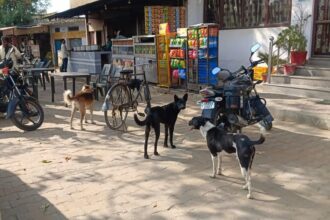 Telangana: - Telangana: तेलंगाना में आवारा कुत्तों को मारने का सिलसिला जारी, फिर 100 कुत्तों की हत्या, जांच में जुटी पुलिस