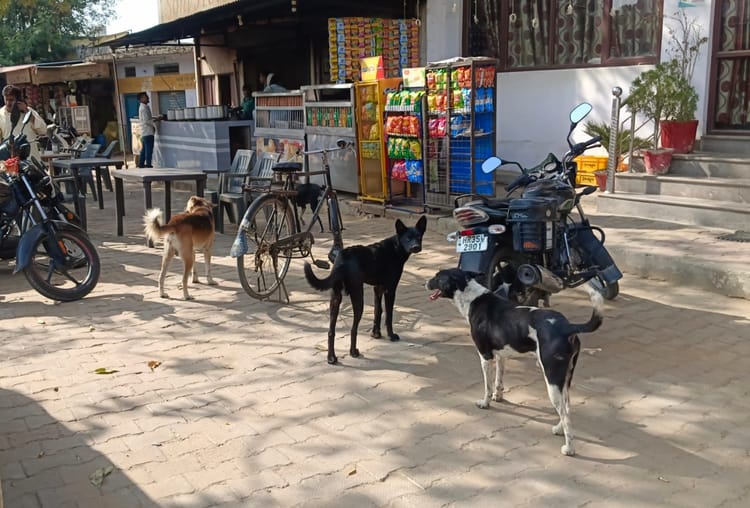 Telangana: - Telangana: तेलंगाना में आवारा कुत्तों को मारने का सिलसिला जारी, फिर 100 कुत्तों की हत्या, जांच में जुटी पुलिस