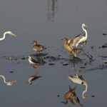 Lakhimpur - Lakhimpur Kheri News: जिले की खूबसूरती में चार चांद लगाती है आर्द्र भूमि