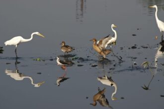 Lakhimpur - Lakhimpur Kheri News: जिले की खूबसूरती में चार चांद लगाती है आर्द्र भूमि