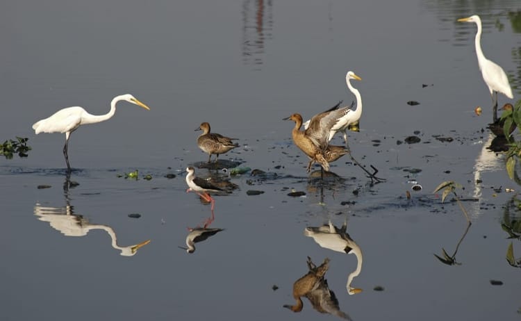 Lakhimpur - Lakhimpur Kheri News: जिले की खूबसूरती में चार चांद लगाती है आर्द्र भूमि