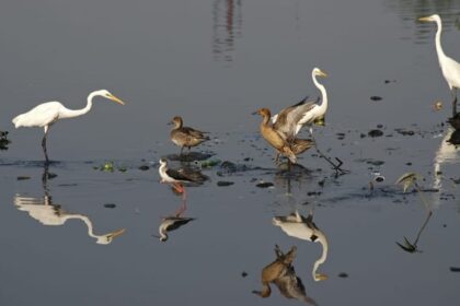 Lakhimpur - Lakhimpur Kheri News: जिले की खूबसूरती में चार चांद लगाती है आर्द्र भूमि