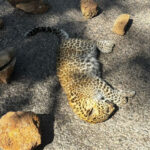 Banda: - Banda: सड़क पर मिला तेंदुए के शावक का शव, अज्ञात वाहन चालक पर प्राथमिकी