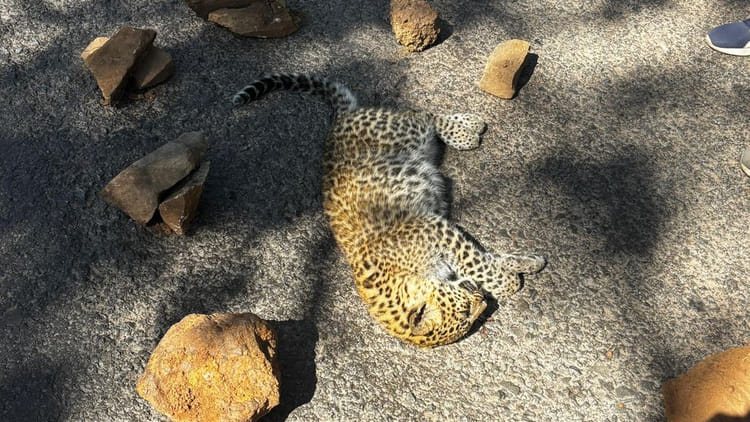 Banda: - Banda: सड़क पर मिला तेंदुए के शावक का शव, अज्ञात वाहन चालक पर प्राथमिकी