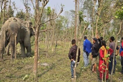 नेपाल - नेपाल : हाथी के हमले में छह वर्षीय बालिका की मौत