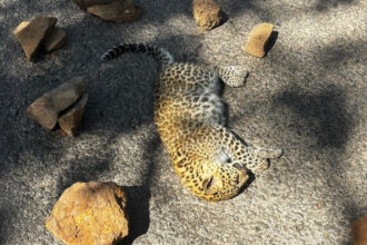 Banda: - Banda: सड़क पर मिला तेंदुए के शावक का शव, अज्ञात वाहन चालक पर प्राथमिकी