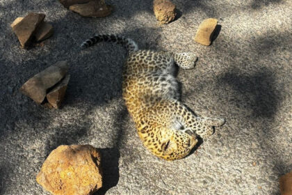 Banda: - Banda: सड़क पर मिला तेंदुए के शावक का शव, अज्ञात वाहन चालक पर प्राथमिकी