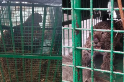 Lakhimpur - Lakhimpur Kheri: वन विभाग के पिंजरे में कैद हुआ तेंदुआ, बाघ को पकड़ने के लिए चलाया जा रहा ऑपरेशन टाइगर