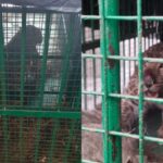 Lakhimpur - Lakhimpur Kheri: वन विभाग के पिंजरे में कैद हुआ तेंदुआ, बाघ को पकड़ने के लिए चलाया जा रहा ऑपरेशन टाइगर