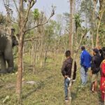 नेपाल - नेपाल : हाथी के हमले में छह वर्षीय बालिका की मौत