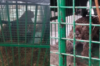 Lakhimpur - Lakhimpur Kheri: वन विभाग के पिंजरे में कैद हुआ तेंदुआ, बाघ को पकड़ने के लिए चलाया जा रहा ऑपरेशन टाइगर