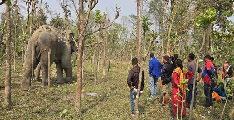 नेपाल - नेपाल : हाथी के हमले में छह वर्षीय बालिका की मौत