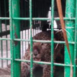 Lakhimpur - Lakhimpur Kheri News: आपरेशन तेंदुआ सफल, सुजईकुंड़ा-दहौरा में तेंदुआ पिंजरे में कैद