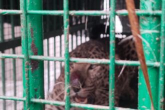 Lakhimpur - Lakhimpur Kheri News: आपरेशन तेंदुआ सफल, सुजईकुंड़ा-दहौरा में तेंदुआ पिंजरे में कैद