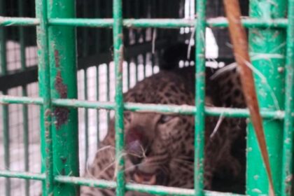 Lakhimpur - Lakhimpur Kheri News: आपरेशन तेंदुआ सफल, सुजईकुंड़ा-दहौरा में तेंदुआ पिंजरे में कैद