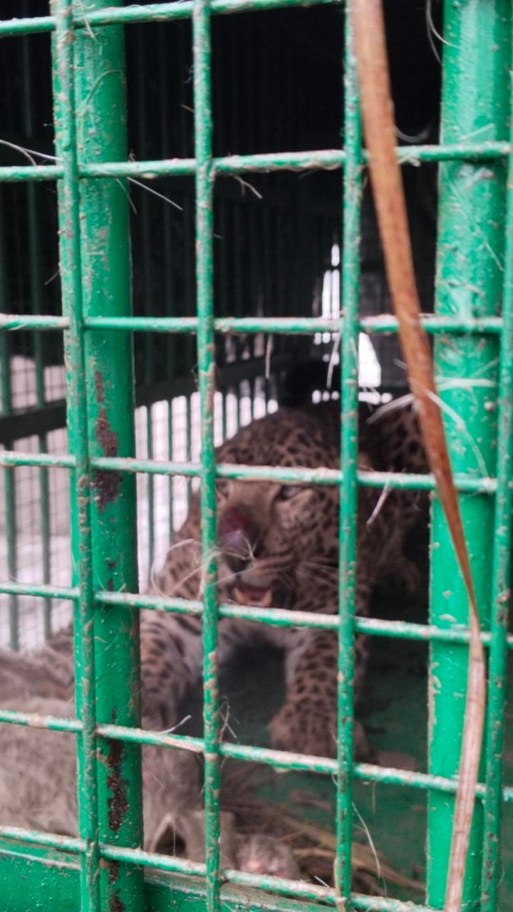 Lakhimpur - Lakhimpur Kheri News: आपरेशन तेंदुआ सफल, सुजईकुंड़ा-दहौरा में तेंदुआ पिंजरे में कैद