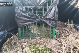 Lakhimpur - Lakhimpur Kheri: वन विभाग के पिंजरे में कैद हुआ तेंदुआ, ग्रामीणों ने ली राहत की सांस