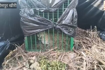 Lakhimpur - Lakhimpur Kheri: वन विभाग के पिंजरे में कैद हुआ तेंदुआ, ग्रामीणों ने ली राहत की सांस