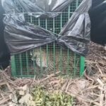 Lakhimpur - Lakhimpur Kheri: वन विभाग के पिंजरे में कैद हुआ तेंदुआ, ग्रामीणों ने ली राहत की सांस