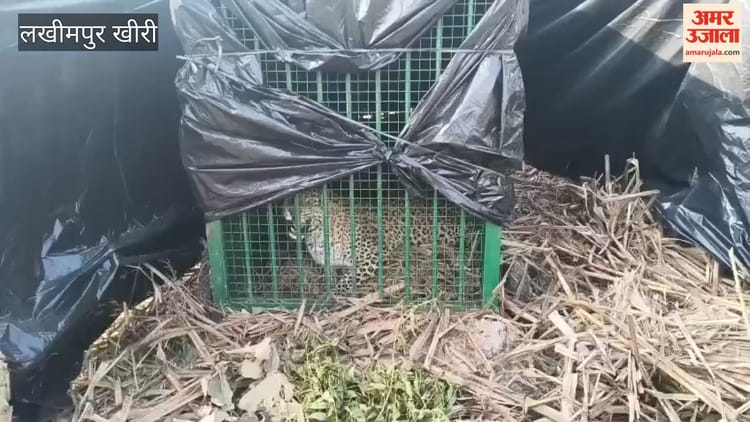 Lakhimpur - Lakhimpur Kheri: वन विभाग के पिंजरे में कैद हुआ तेंदुआ, ग्रामीणों ने ली राहत की सांस