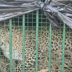 Lakhimpur - Lakhimpur Kheri News: नौरंगाबाद इलाके में आतंक का पर्याय बना तेंदुआ पिंजरे में कैद