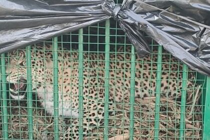 Lakhimpur - Lakhimpur Kheri News: नौरंगाबाद इलाके में आतंक का पर्याय बना तेंदुआ पिंजरे में कैद