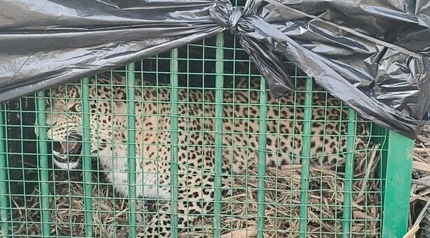 Lakhimpur - Lakhimpur Kheri News: नौरंगाबाद इलाके में आतंक का पर्याय बना तेंदुआ पिंजरे में कैद