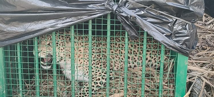 Lakhimpur - Lakhimpur Kheri News: नौरंगाबाद इलाके में आतंक का पर्याय बना तेंदुआ पिंजरे में कैद