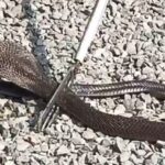 Bareilly: - Bareilly: महाशिवरात्रि से पहले घर में निकले छह कोबरा सांप, दहशत में आया परिवार; वन विभाग की टीम ने पकड़े