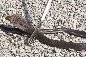 Bareilly: - Bareilly: महाशिवरात्रि से पहले घर में निकले छह कोबरा सांप, दहशत में आया परिवार; वन विभाग की टीम ने पकड़े