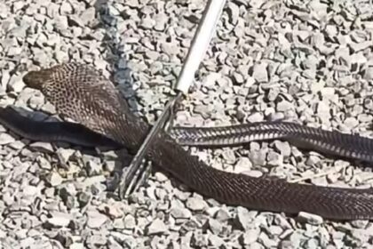 Bareilly: - Bareilly: महाशिवरात्रि से पहले घर में निकले छह कोबरा सांप, दहशत में आया परिवार; वन विभाग की टीम ने पकड़े