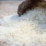 Food - Food Security: दुनिया में भूख से लड़ने के लिए दो लाख टन चावल आपूर्ति करेगा भारत, FCI-WFP में हुआ समझौता