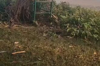 Lakhimpur - Lakhimpur Kheri: सालभर की दहशत खत्म, बकरी के लालच में पिंजरे में फंसा तेंदुआ